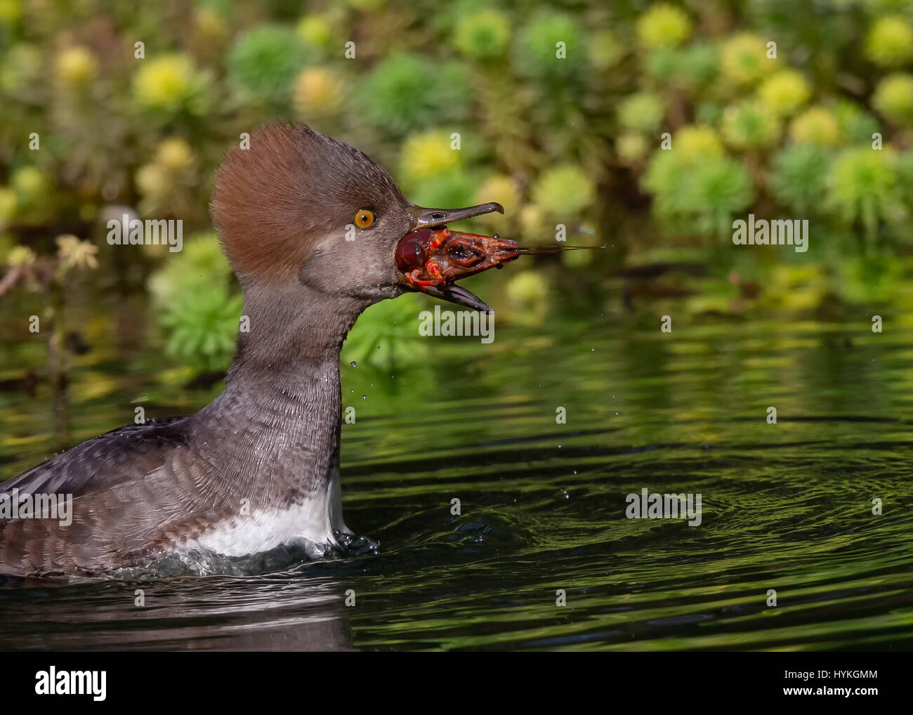 GOLDEN GATE PARK, CALIFORNIA, USA: THIS SHELL-FISH bird was captured swallowing whole crayfish in what looks like the most uncomfortable feeding-frenzy ever. The female Hooded Merganser swallowed four crayfish in a matter of minutes, first chasing the heavily armoured yet hapless invertebrates across the lake they were peacefully living in, then scooping in them up and swallowing them whole. Astonished Creative Labs employee Thinh Bui (58) from Fremont California, captured this extraordinary scene while visiting San Francisco’s South Lake in the Golden Gate State Park. Stock Photo