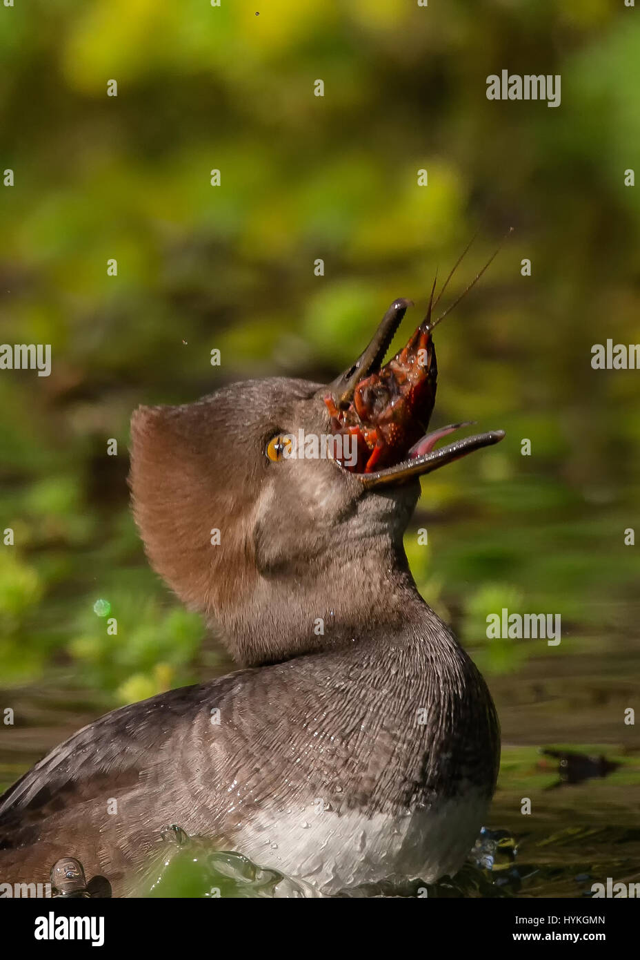 Golden Gate Park California Usa This Shell Fish Bird Was Captured Swallowing Whole Crayfish In What Looks Like The Most Uncomfortable Feeding Frenzy Ever The Female Hooded Merganser Swallowed Four Crayfish In A Matter