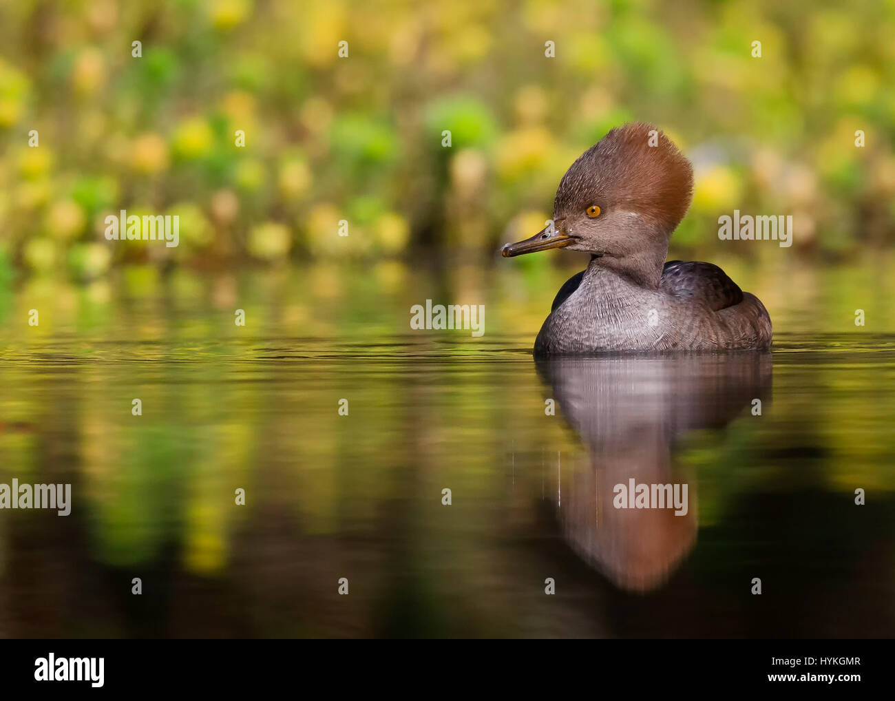 GOLDEN GATE PARK, CALIFORNIA, USA: THIS SHELL-FISH bird was captured swallowing whole crayfish in what looks like the most uncomfortable feeding-frenzy ever. The female Hooded Merganser swallowed four crayfish in a matter of minutes, first chasing the heavily armoured yet hapless invertebrates across the lake they were peacefully living in, then scooping in them up and swallowing them whole. Astonished Creative Labs employee Thinh Bui (58) from Fremont California, captured this extraordinary scene while visiting San Francisco’s South Lake in the Golden Gate State Park. Stock Photo