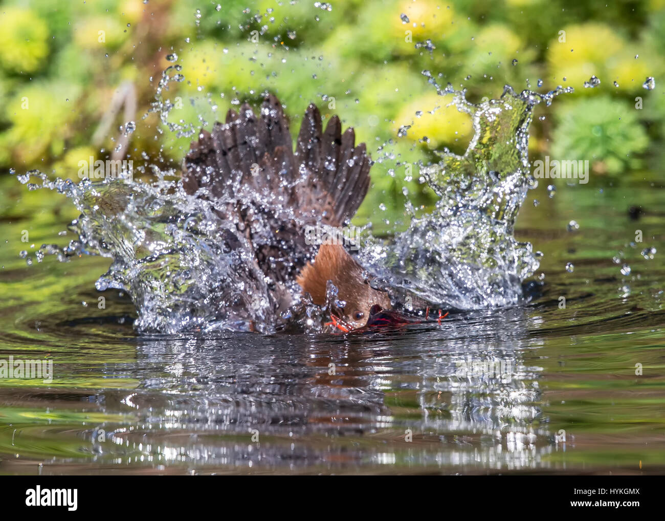 GOLDEN GATE PARK, CALIFORNIA, USA: THIS SHELL-FISH bird was captured swallowing whole crayfish in what looks like the most uncomfortable feeding-frenzy ever. The female Hooded Merganser swallowed four crayfish in a matter of minutes, first chasing the heavily armoured yet hapless invertebrates across the lake they were peacefully living in, then scooping in them up and swallowing them whole. Astonished Creative Labs employee Thinh Bui (58) from Fremont California, captured this extraordinary scene while visiting San Francisco’s South Lake in the Golden Gate State Park. Stock Photo