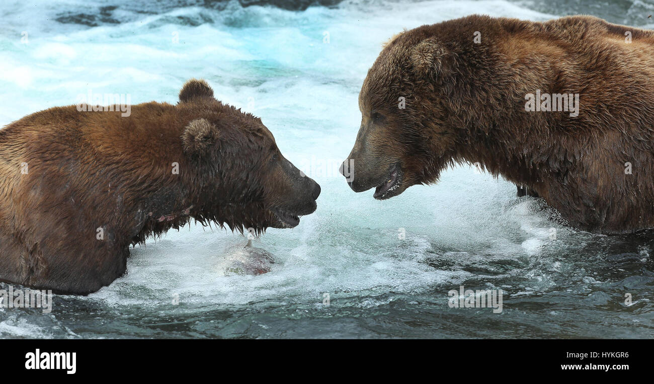 BROOKS FALLS, ALASKA GRIZZLY bears have been snapped enjoying what