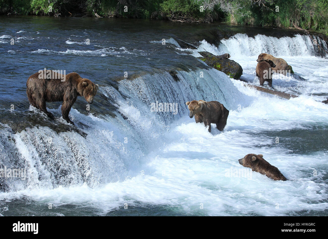 BROOKS FALLS, ALASKA GRIZZLY bears have been snapped enjoying what