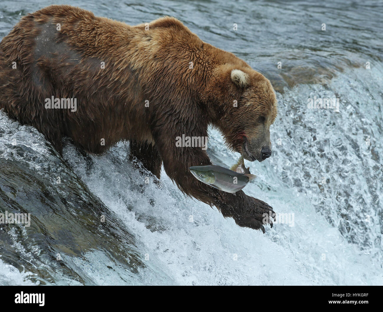 BROOKS FALLS, ALASKA GRIZZLY bears have been snapped enjoying what