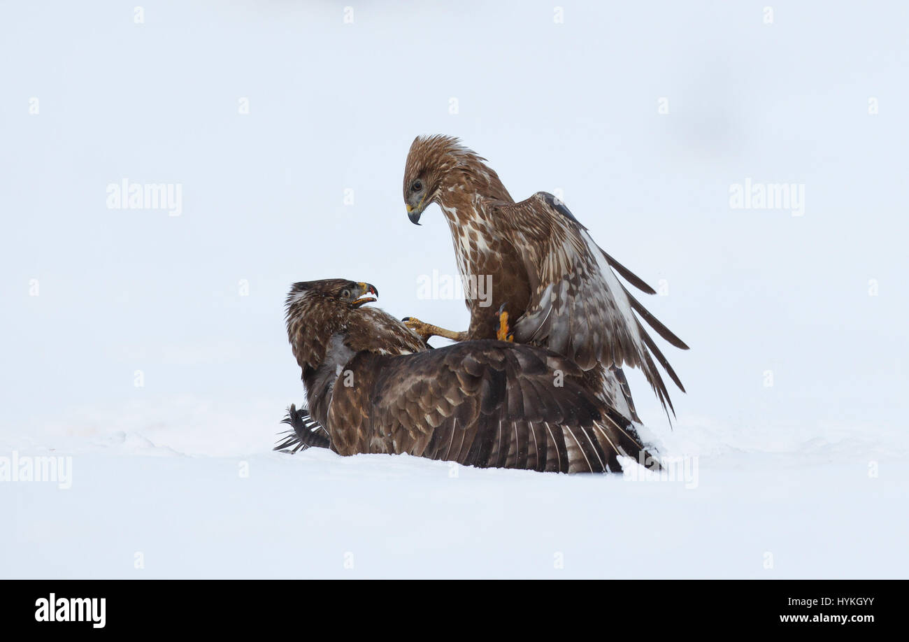 Common buzzards fighting. A FORMER basketball star has unveiled the best of his bird combat pictures as well as the hide he built to take the shots that looks like a TANK. From battling buzzards and Grey herons squabbling to a Golden Eagle swooping while on the hunt these pictures show the jaw-dropping pictures of birds that can be captured if you are dedicated enough. Bulgarian photographer and 17-season long basketball star Bogdan Boev (33) took the incredible shots from the hide he painstakingly built from wood and local material near his home in Dimitrovgrad. Stock Photo