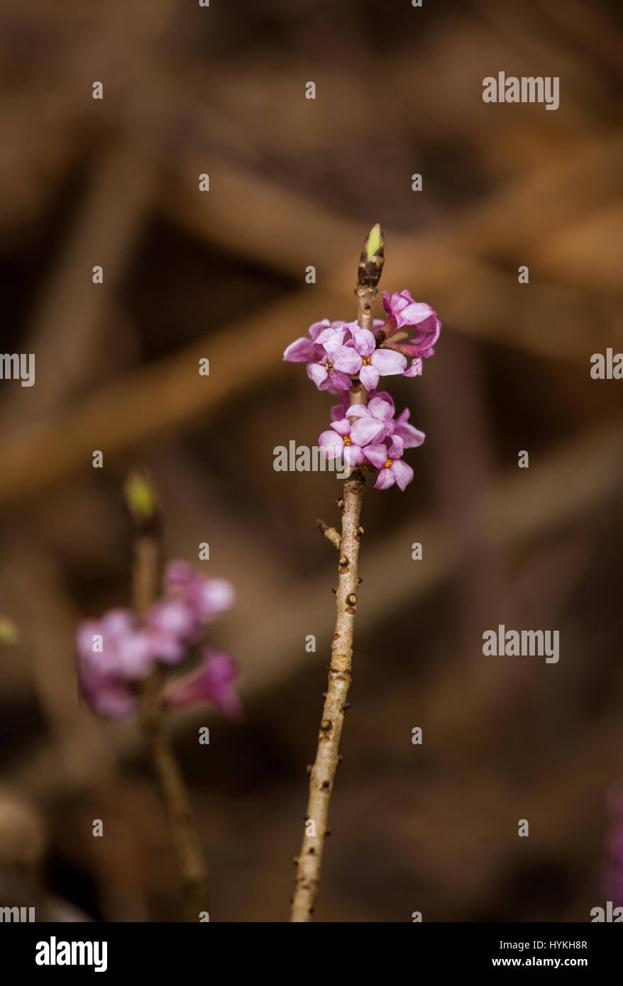 Beautiful pink daphne mezereum blossoms in a natural habitat in early spring. Stock Photo