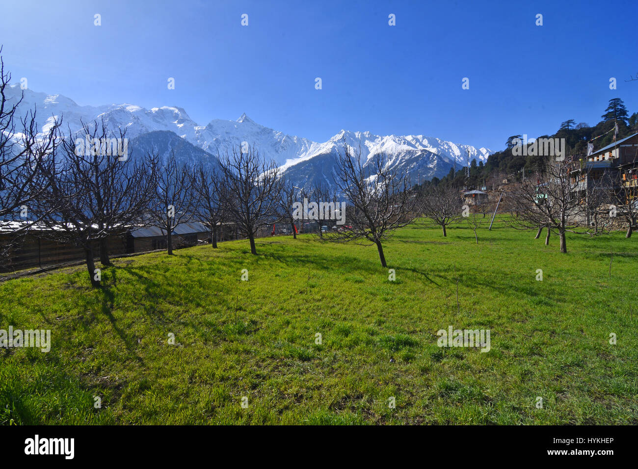 Kalpa apple hires stock photography and images Alamy