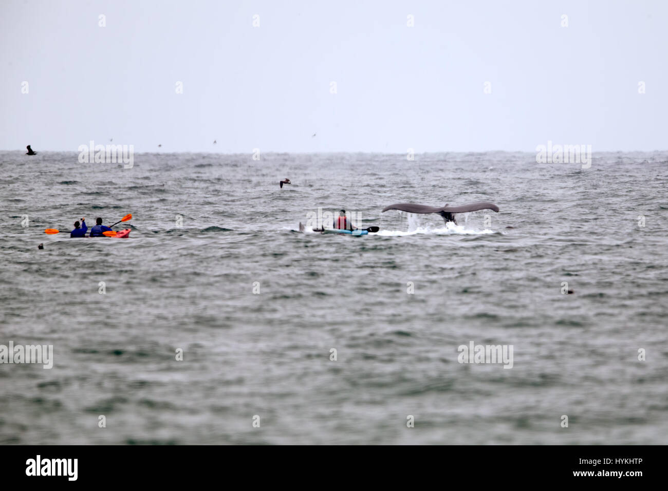 CALIFORNIA, USA THE MOMENT a kayaker was nearly humpSMACKED by a 40
