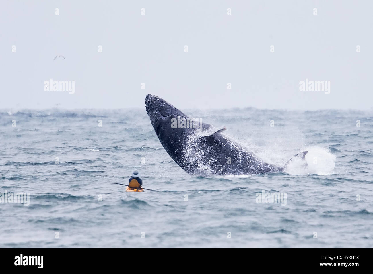 CALIFORNIA, USA THE MOMENT a kayaker was nearly humpSMACKED by a 40