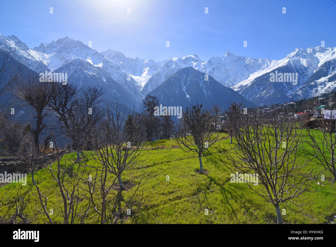 Apple tree in kalpa village hires stock photography and images Alamy