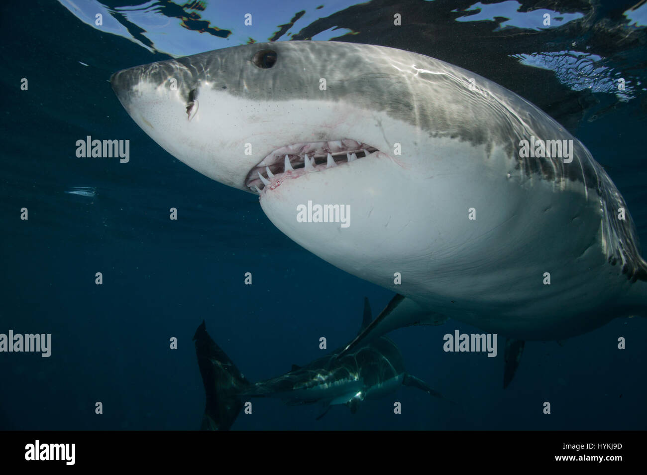 STUNNING pictures have captured what could be the largest great white shark in the world. The huge predator comes face-to-face with two divers in a cage which it makes look miniscule in comparison. While under the circumstances of facing a predator of this size in the wild meant a measurement was not possible, a visual comparison with the official record holder, 20-foot long shark “Deep Blue”, shows that this mighty shark is certainly a contender for the title of world’s biggest shark. Other thrilling shots show great whites coming right for the camera with their large mouths wide open display Stock Photo
