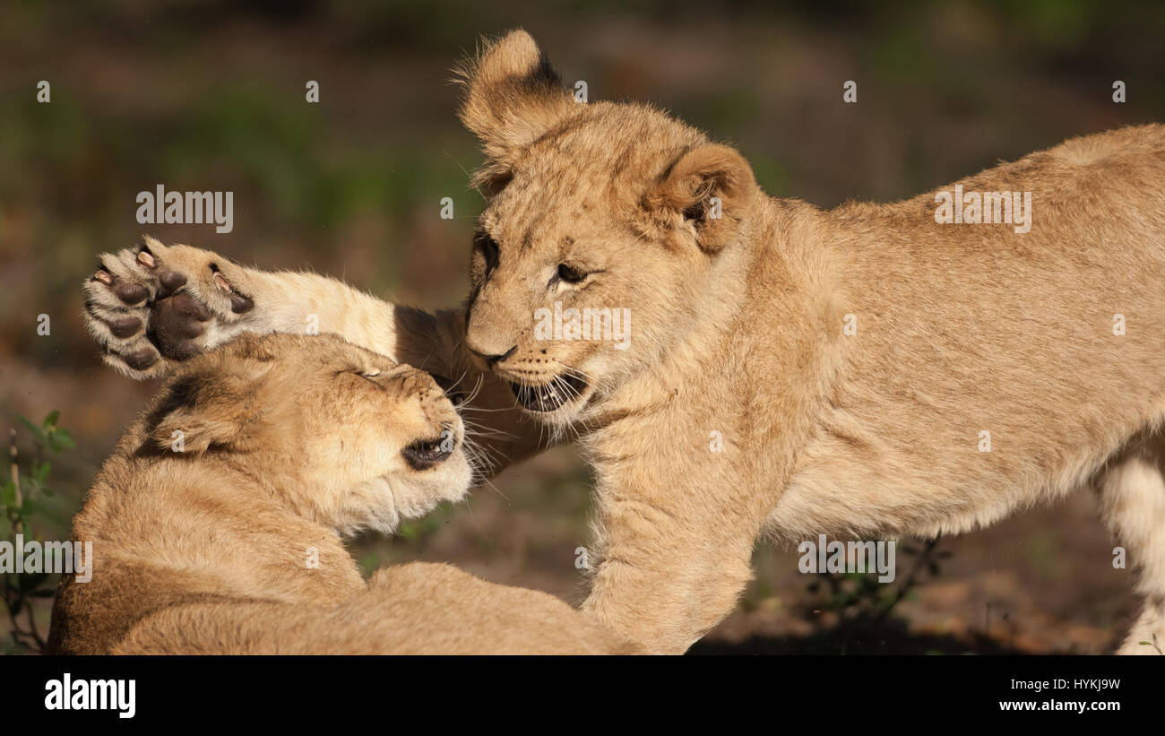JACKSONVILLE, FLORIDA: LOVABLE lion cubs have been snapped practicing their fighting skills at a zoo. Close-up pictures show six-month old siblings play-fighting in an attempt to hone their predator-skills as you would see in the wild.  They can be seen baring their teeth and trying to overpower each other using their brute strength. Scottish photographer Graham McGeorge was at Jacksonville Zoo in Florida when he was able to get within yards of these adorable youngsters. Stock Photo