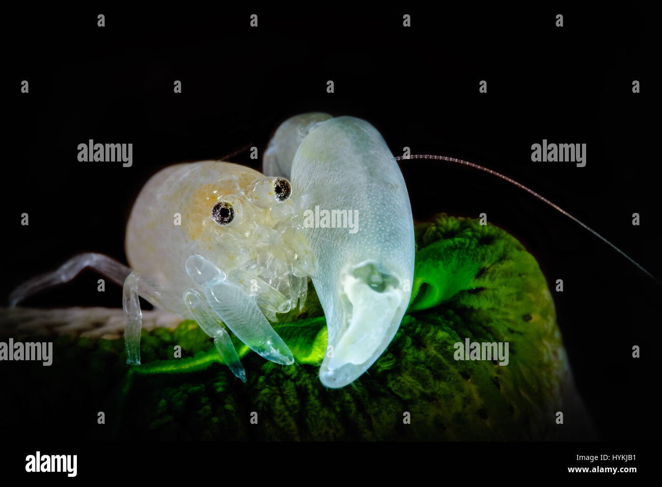 PACIFIC OCEAN, ASIA: Bright snapping shrimp. THESE tiny ocean-critters ...