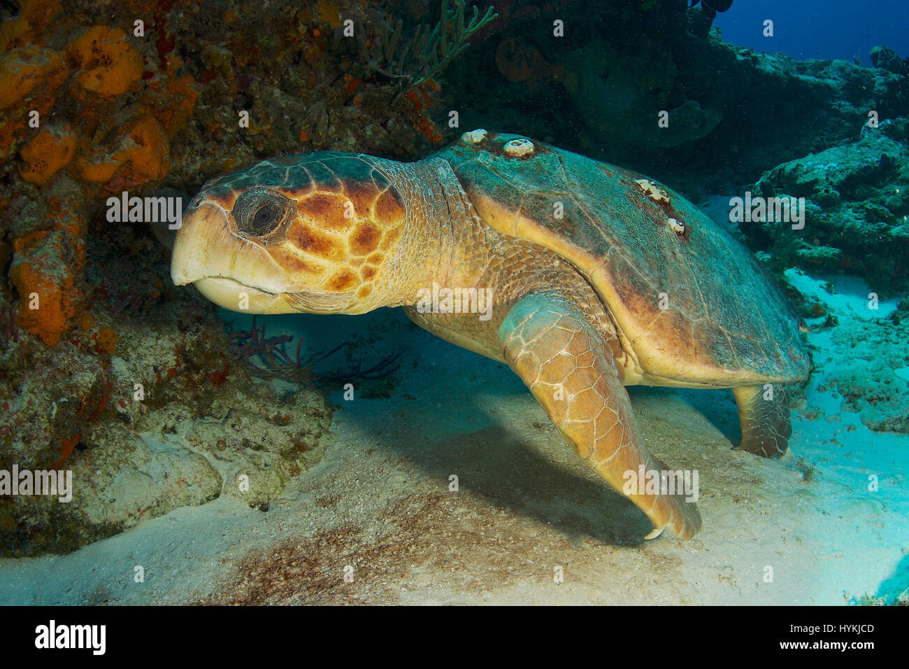 BAHAMAS: COMICAL underwater images show a happy pair of inquisitive turtles checking out their reflections in the camera lens for the last time as they were being released into the wild. The amusing pictures show the curious baby Loggerhead turtles swimming towards the camera lens after catching a glimpse of themselves as if to make sure they looked right for their swim into the unknown. Other shots show a fully grown Loggerhead turtle ignore the photographer completely as he searches the seabed for his next meal. The spectacular snaps of the juvenile turtles were taken in the Bahamas near Gra Stock Photo