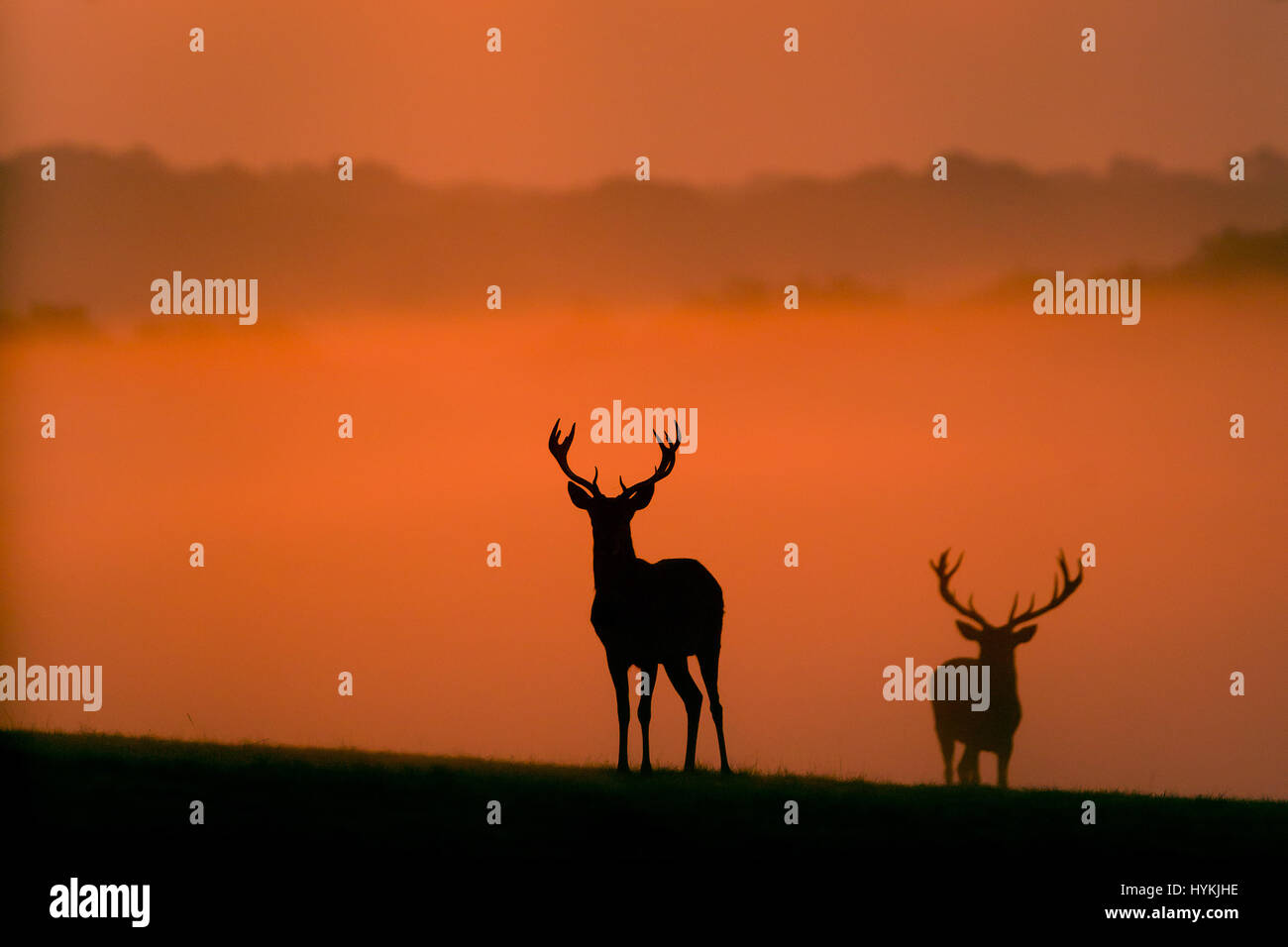 RICHMOND PARK, LONDON: HORN-TING pictures of the annual deer rut have been beautifully captured by a British graphic designer from just twenty-feet away. The photographs show action-packed rutting as well as elegant snaps of deer silhouettes at sunrise in Richmond Park, London. Other pictures show up close-up shots of expectant stags at the start of the breeding season. Graphic designer Mark Bridger (47) got up at 5am to travel from his home in Kent to the deer-packed location just yards from the busy streets of London and spent four-and-a-half hours capturing these exciting shots. Stock Photo