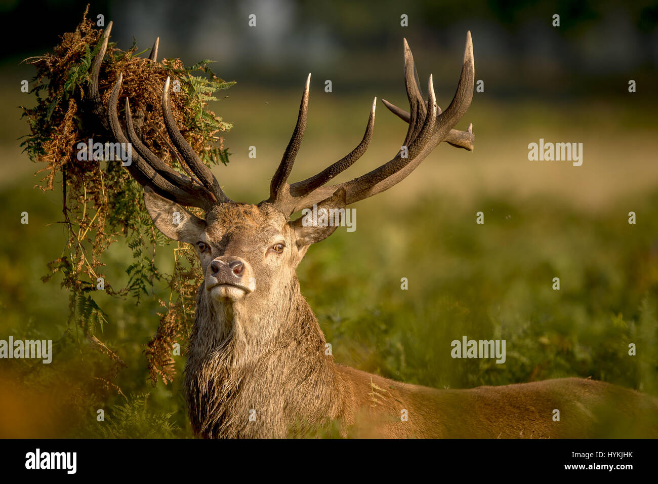 RICHMOND PARK, LONDON: HORN-TING pictures of the annual deer rut have been beautifully captured by a British graphic designer from just twenty-feet away. The photographs show action-packed rutting as well as elegant snaps of deer silhouettes at sunrise in Richmond Park, London. Other pictures show up close-up shots of expectant stags at the start of the breeding season. Graphic designer Mark Bridger (47) got up at 5am to travel from his home in Kent to the deer-packed location just yards from the busy streets of London and spent four-and-a-half hours capturing these exciting shots. Stock Photo