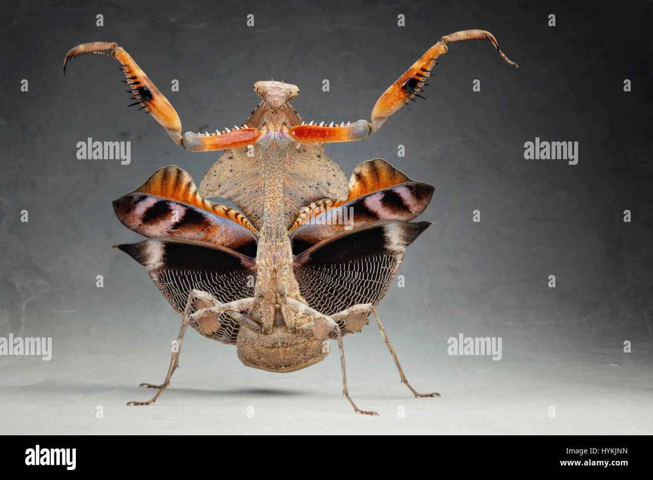 MUNICH, GERMANY: FROM CHA-CHA-CHA to Samba these Strictly mantids definitely favour the Latin moves. Side-splitting pictures show praying mantids breaking dance moves like the celebrities on the new series of hit BBC show Strictly Come Dancing. Polish research scientist Igor Siwanowizc spends hours each day carefully raising his pet praying mantids, which come in all different colours and body shapes. Stock Photo