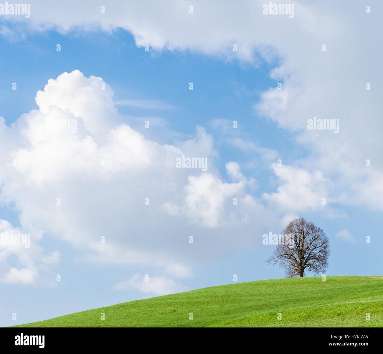 Lonely tree on green hill, blue sky and white clouds Stock Photo