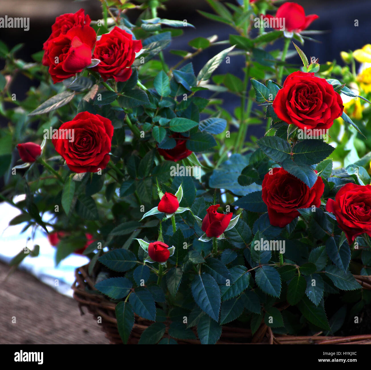 Red roses growing in basket on street market,Stoke on Trent,Staffordshire,United Kingdom. Stock Photo