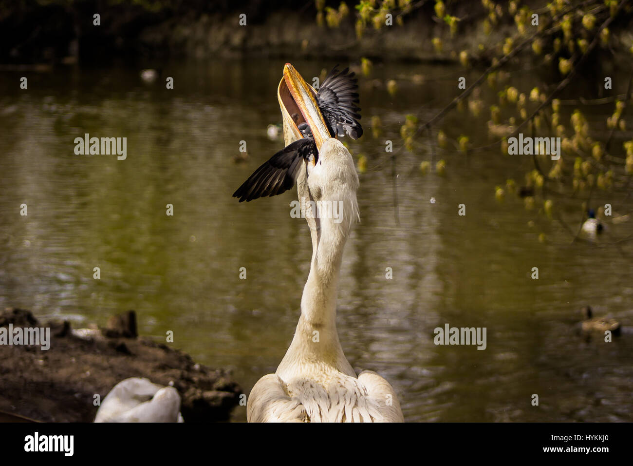 PENZA, RUSSIA: IN THE ULTIMATE act of revenge a predatory pelican was snapped by an astonished student eating a pigeon alive after it was caught stealing the giant bird’s food. Pictures show how the thirty-pound Great White pelican, which can have a wingspan of up-to eleven-feet wide, gobbled up the hapless pigeon in one gulp before re-joining its group of fellow-pelicans in a local zoo. The amazing encounter was spotted in Penza Zoo, Russia by local student Dinara Nebaraeva (17) as she watched the pelicans being fed by staff when pigeon flew towards the larger bird in an attempt to steal its  Stock Photo
