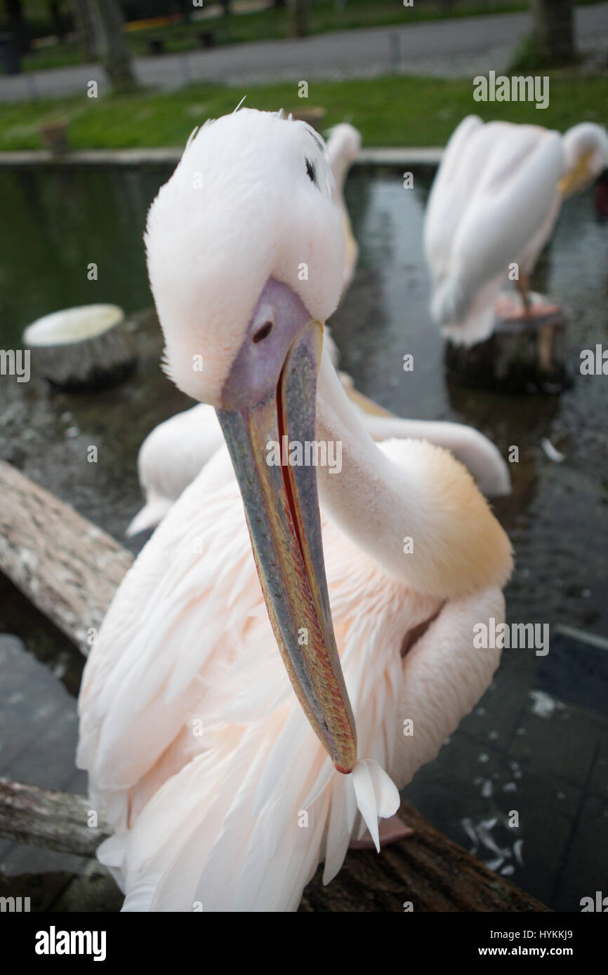 PENZA, RUSSIA: IN THE ULTIMATE act of revenge a predatory pelican was snapped by an astonished student eating a pigeon alive after it was caught stealing the giant bird’s food. Pictures show how the thirty-pound Great White pelican, which can have a wingspan of up-to eleven-feet wide, gobbled up the hapless pigeon in one gulp before re-joining its group of fellow-pelicans in a local zoo. The amazing encounter was spotted in Penza Zoo, Russia by local student Dinara Nebaraeva (17) as she watched the pelicans being fed by staff when pigeon flew towards the larger bird in an attempt to steal its  Stock Photo