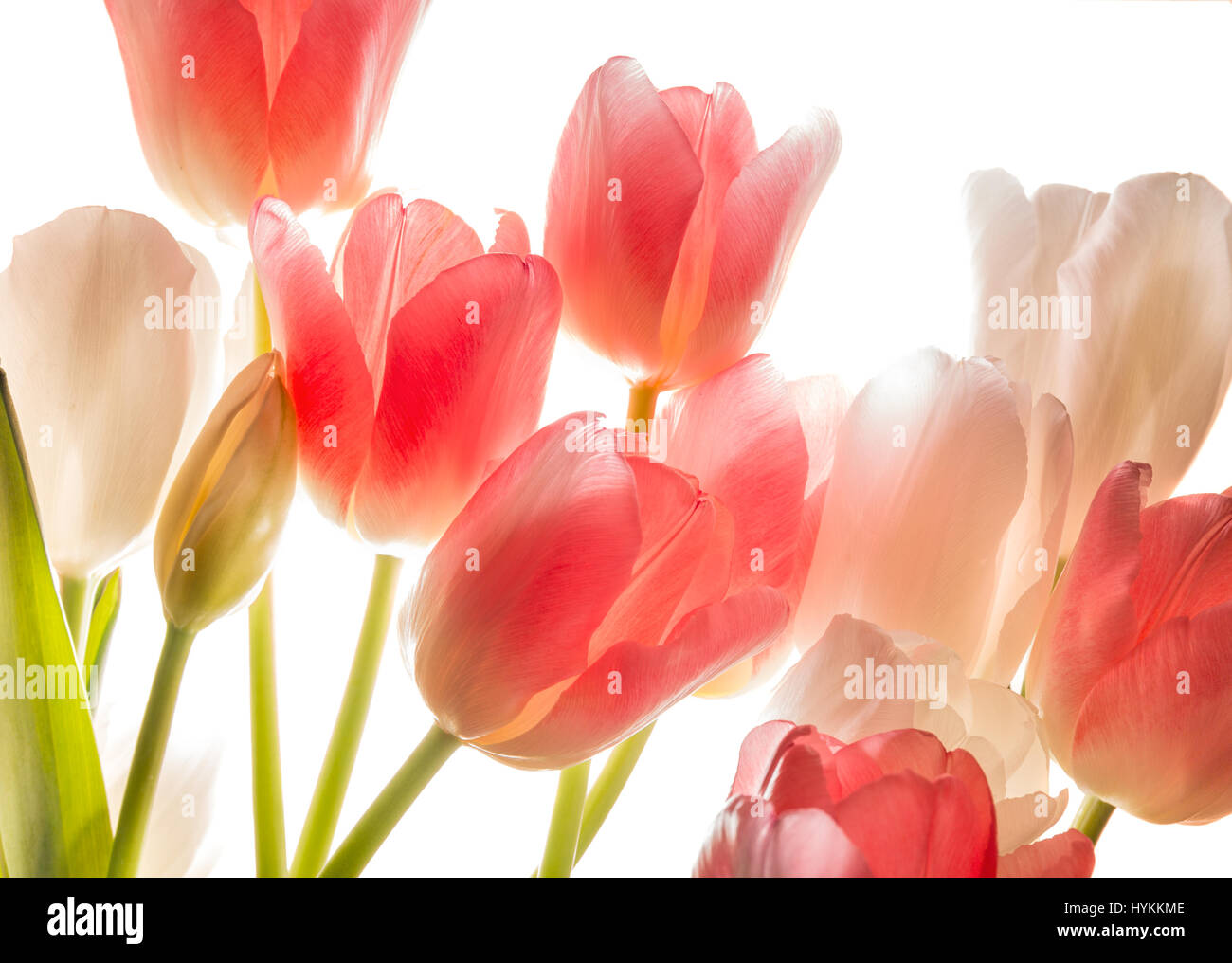 Bouquet of pink tulips in bright backlight. Stock Photo