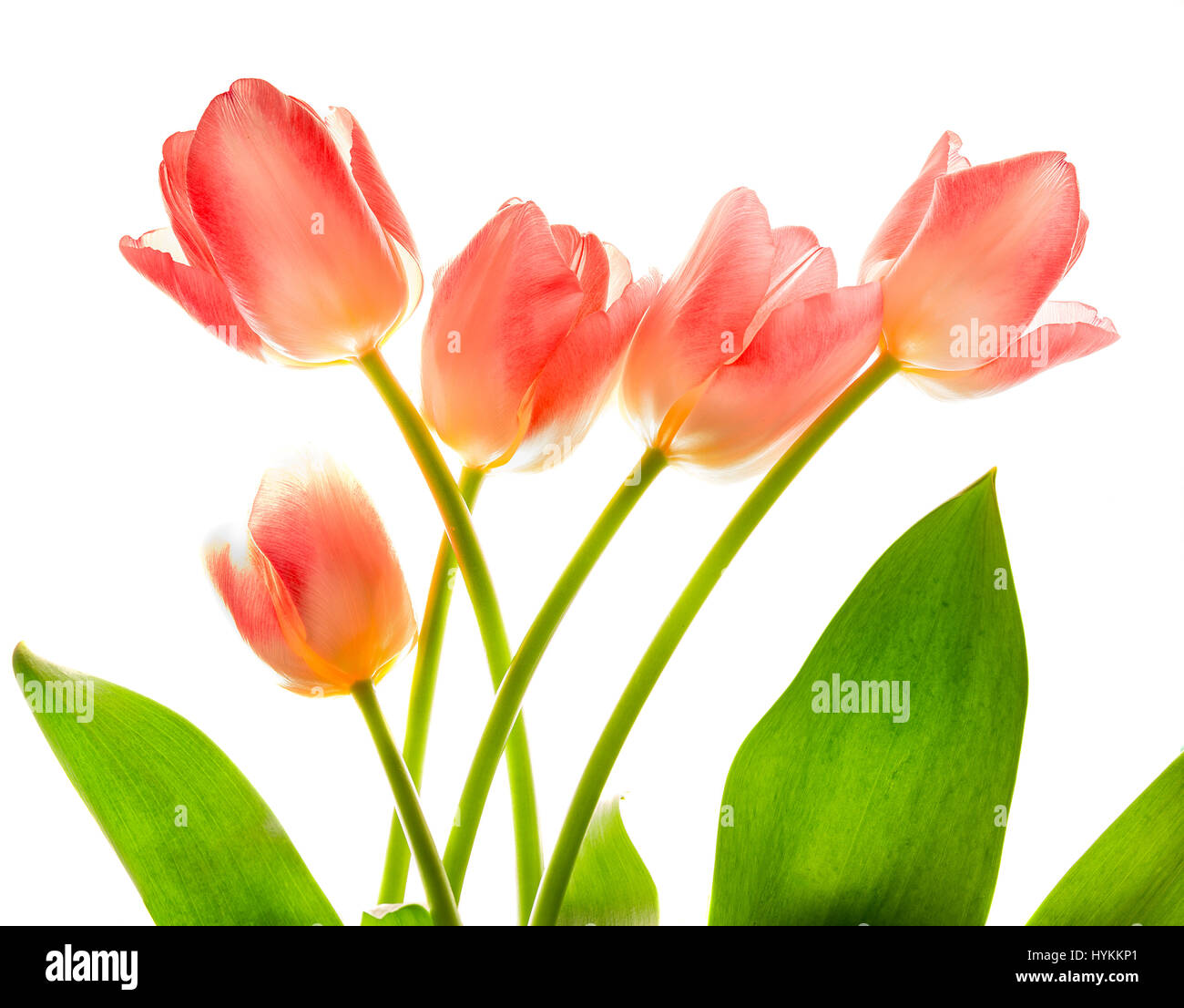 Bouquet of pink tulips in bright backlight. Stock Photo