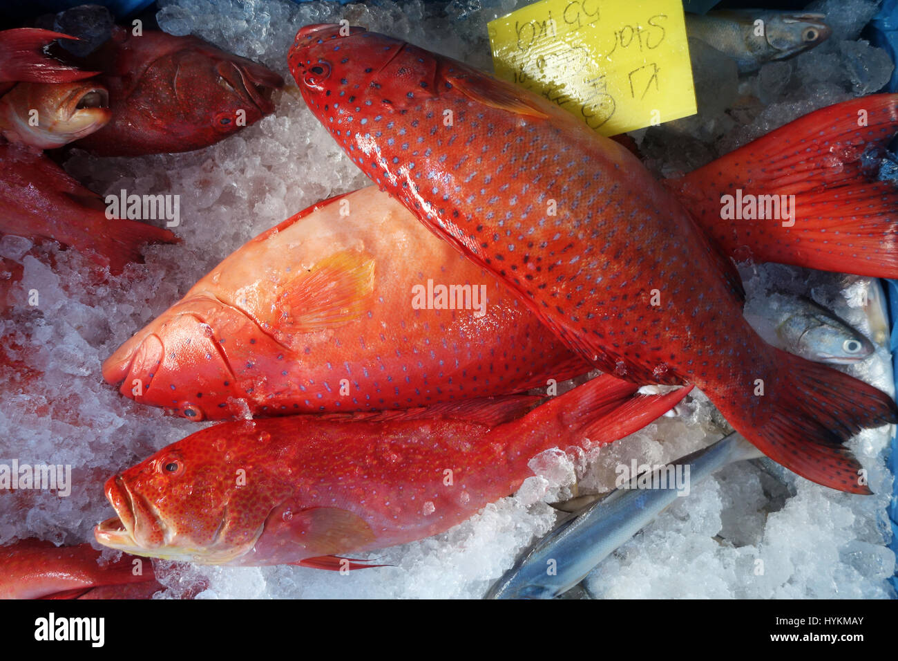 Black spotted grouper hires stock photography and images Alamy