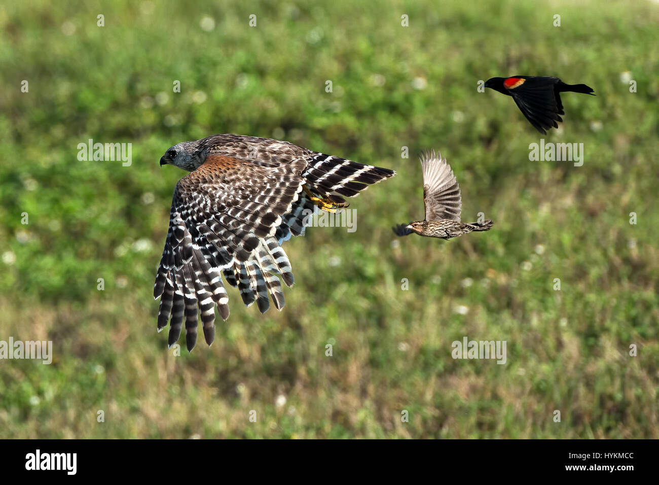 FLORIDA, USA THE AMAZING moment a redwinged blackbird makes a perfect