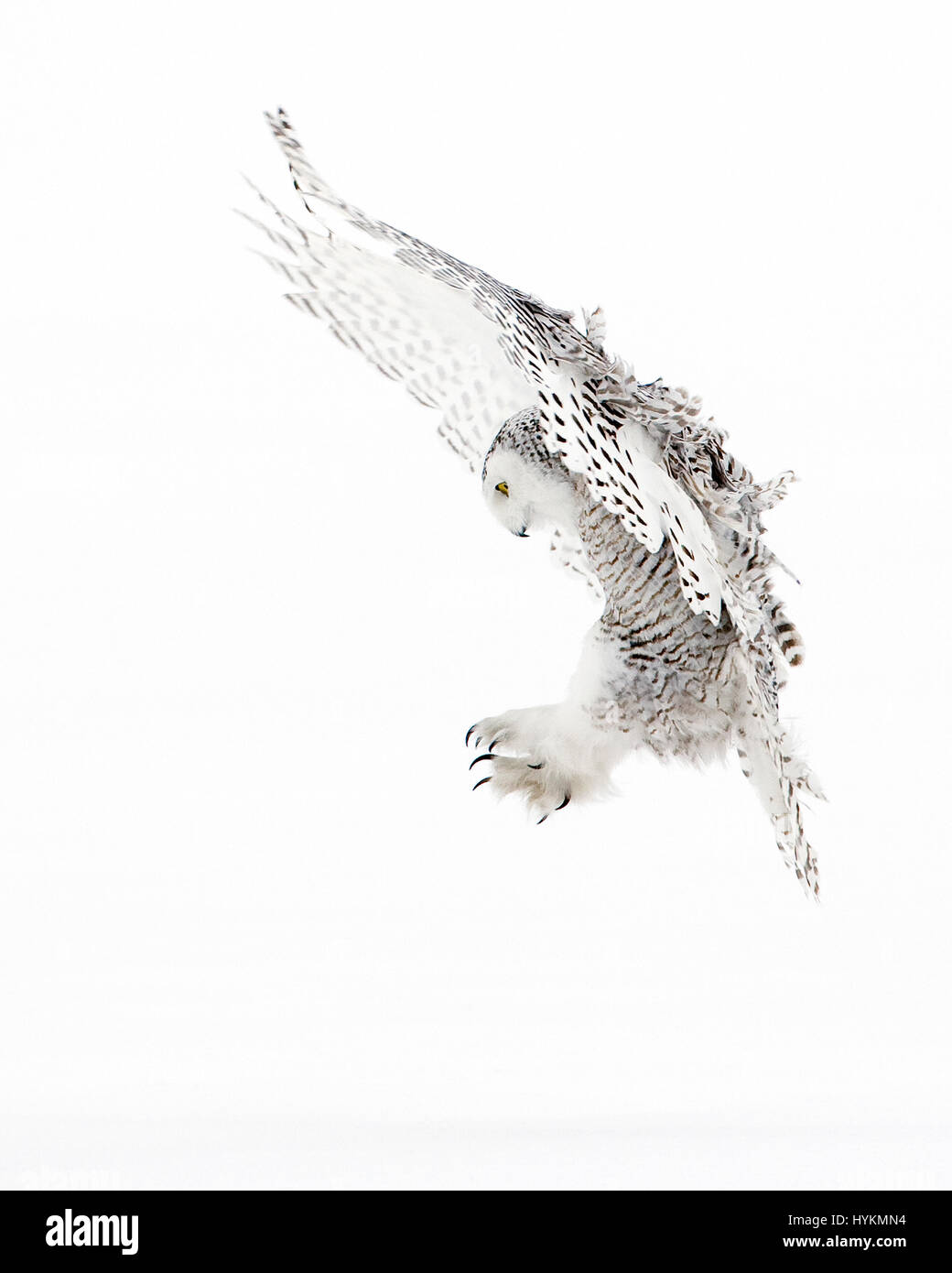 QUEBEC, CANADA: AN UNSUSPECTING mouse has fallen victim to a silent but deadly snowy owl assassin. Incredible pictures show the moment the snow owl spies its prey and then swoops in for the kill leaving no trace of the hunt.  Other expertly captured pictures show the white and black feathered flyer engaged in a battle with a rival and killing time out on the snow-covered field. Canadian wildlife enthusiast Marc Latremouille (47) was able to photograph this majestic predator in Quebec, Canada using his experience in leading photography workshops. Stock Photo