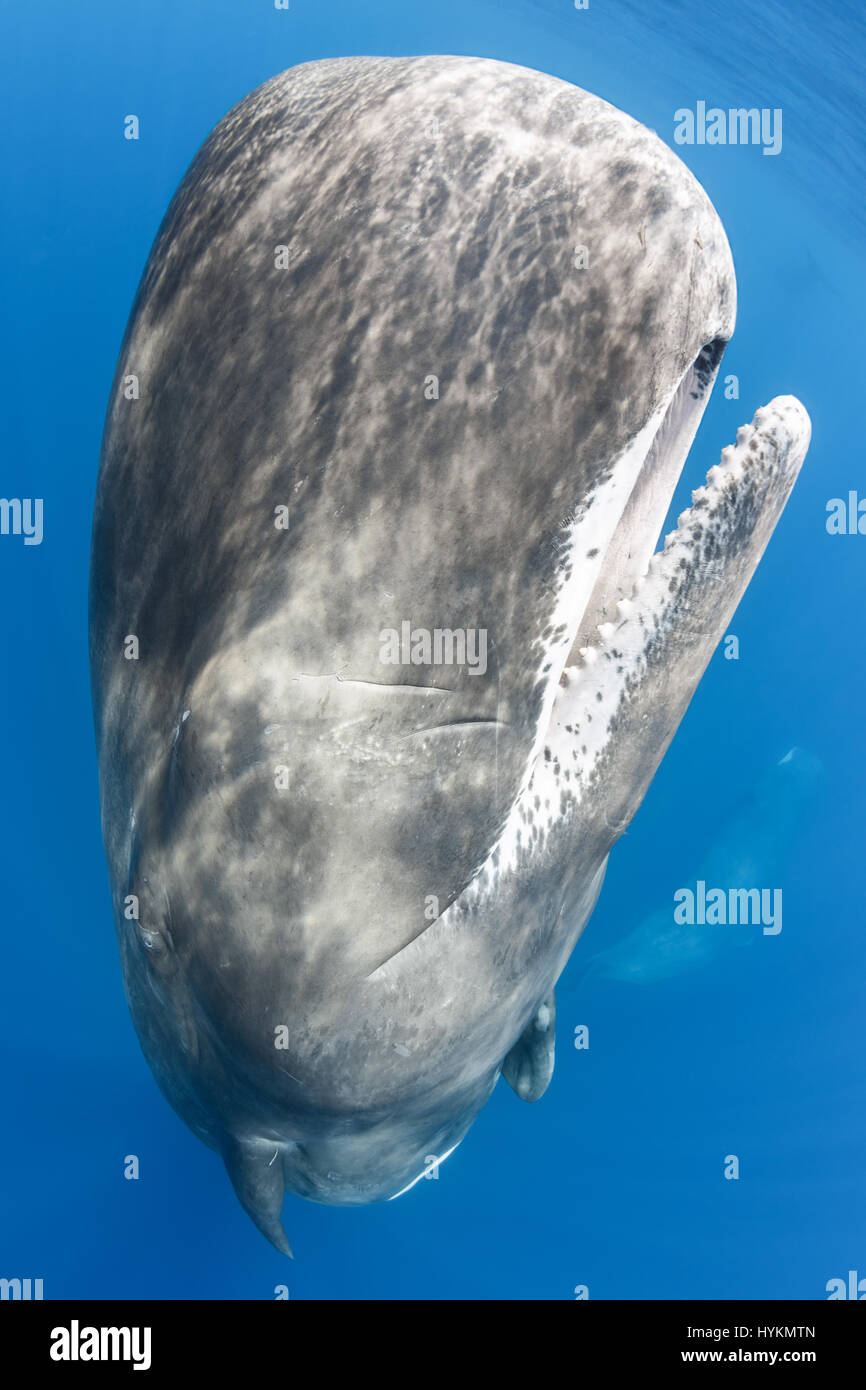 STUNNING underwater images show a lone freediver stroking a fourteen tonne Sperm whale that is heavier than a London bus. Others pictures taken in the Indian Ocean show the 40-foot long sperm whales rubbing together to help shed skin while some whales producing giant clouds of waste as is the norm for these social gatherings. The photos were taken by award-winning nature photographer Tony Wu who devotes his working life to researching and documenting rarely seen marine animals and environments, spending more days at sea that he does on land. Stock Photo