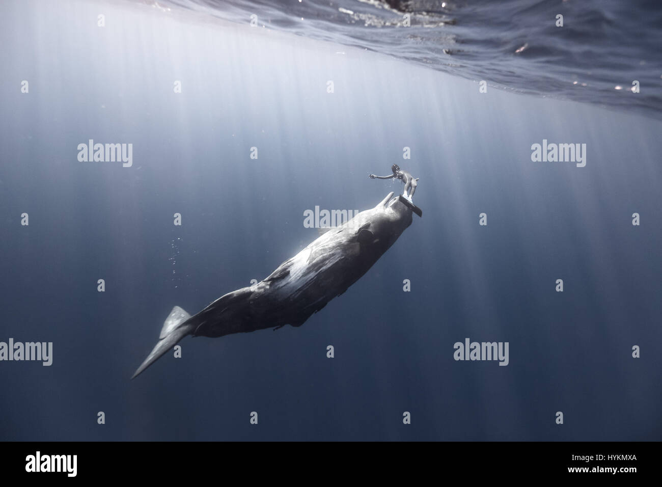 Touching a whale hires stock photography and images Alamy
