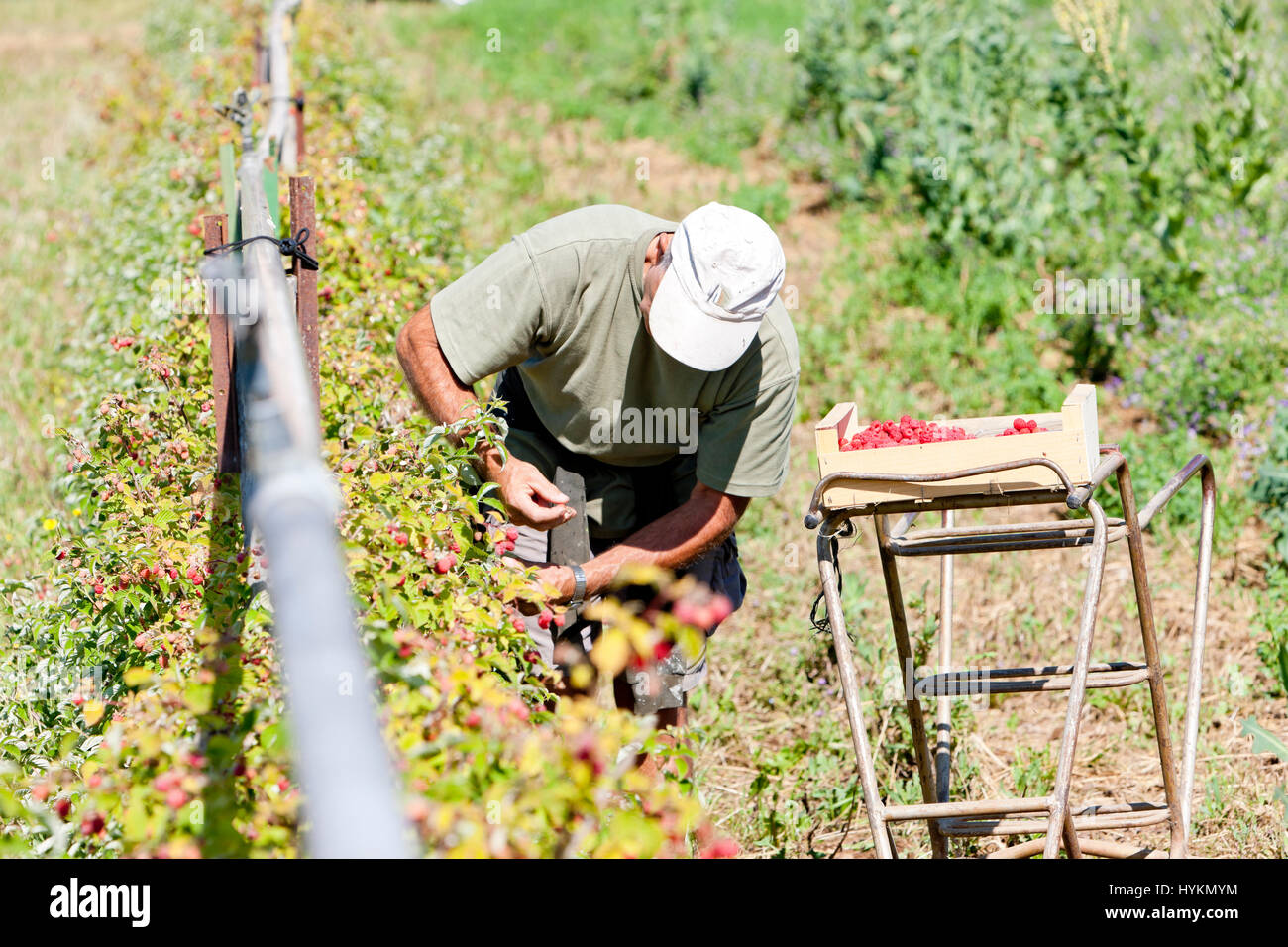harvest of raspberries, France Stock Photo Alamy
