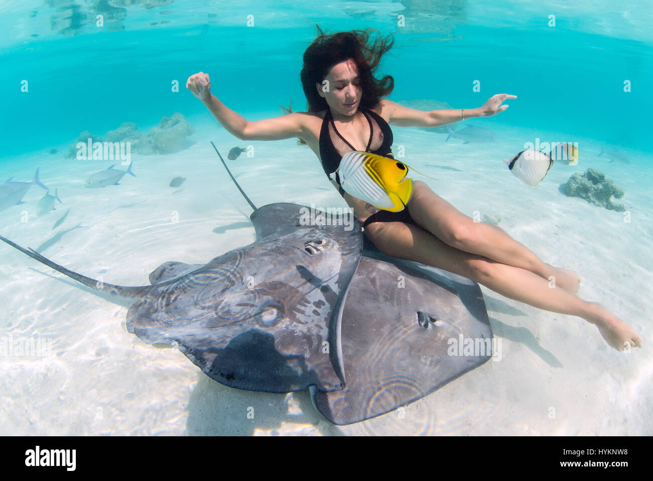 TAHITI, SOUTH PACIFIC: AN INCREDIBLE picture of a poisonous stingray riding on the back of a female swimmer has been captured. Holding their breath for up to one minute at a time other pictures show bikini-clad beauties swimming as close to these graceful but potentially dangerous rays, being encircled by them and one even looks as though it’s affectionately spooning the model.  Fatalities caused by stingrays are rare – most famously Australian TV personality Steve Irwin was killed when a stingray tail struck him in the chest. Underwater photographer Christian Coulombe (55) from Tahiti, took t Stock Photo