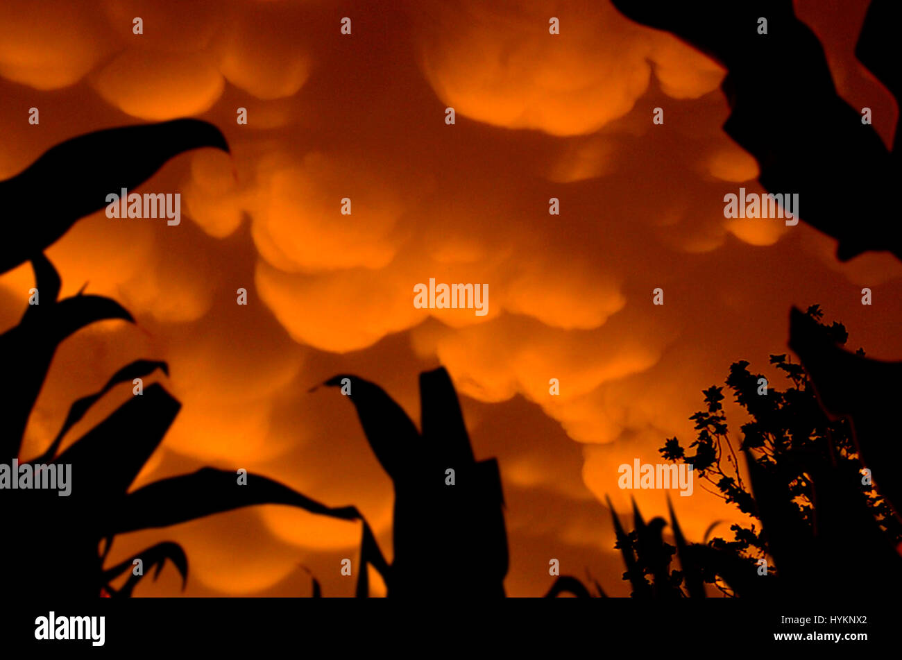 TORNADO ALLEY, USA: Orange mammatus clouds and corn, Iowa. THE DEADLIEST weather events have been captured on camera by one lightning quick photographer. Incredible photographs show extreme weather from America’s Tornado Alley, renowned for the frequency of its storms. From terrifying lightning bolts to all-encompassing tornados, these pictures manage to capture to ferocity and atmosphere of these natural phenomena. Stock Photo