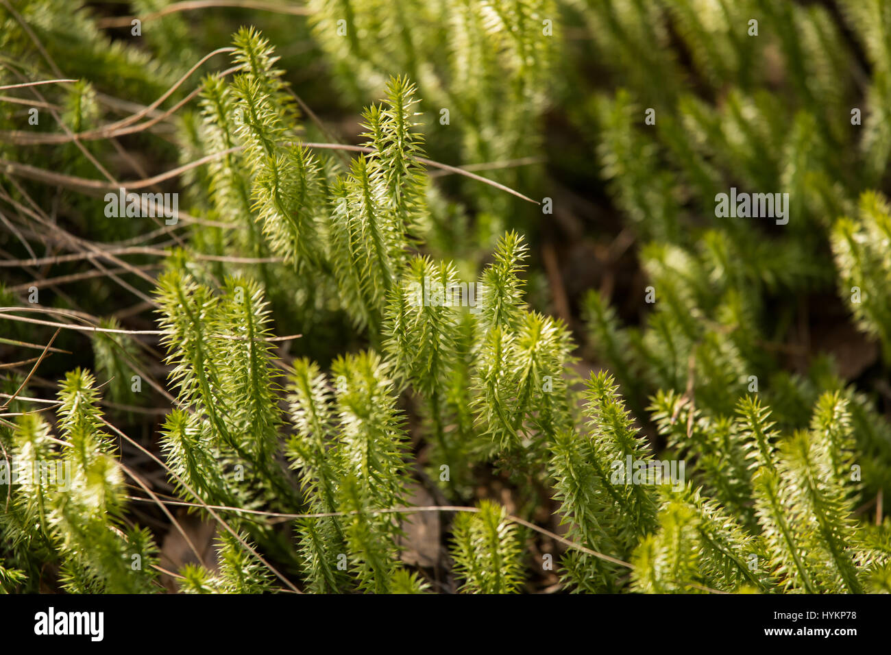 Beautiful, fresh creeping cedars in a natural habitat in early spring. Stock Photo