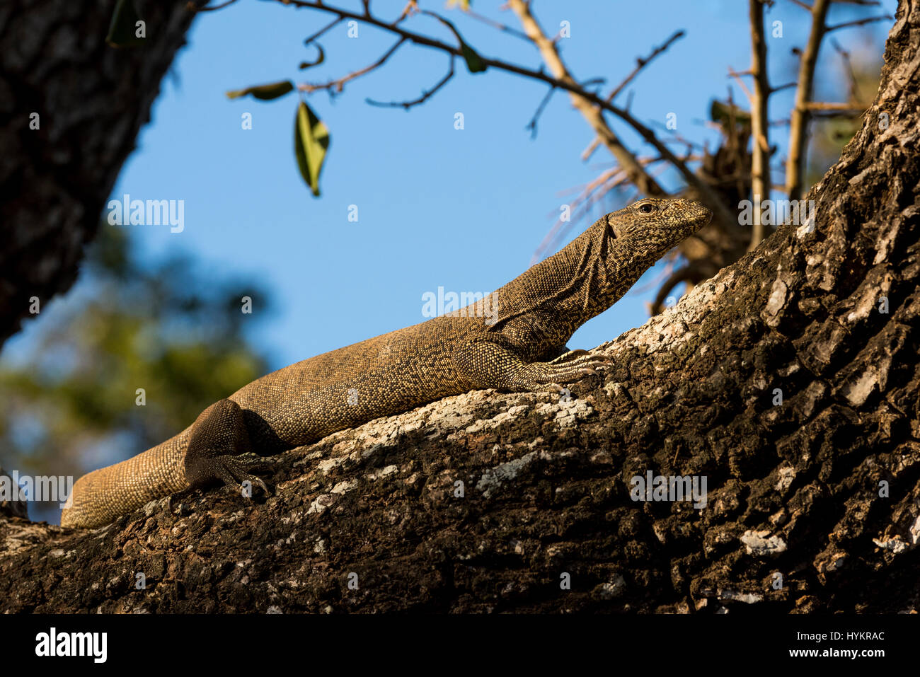 Sri Lanka, Tissamaharama, Yala National Park, Section 1. Bengal monitor lizard in tree (Varanus bengalensis) aka Indian monitor, widely distributed in Stock Photo