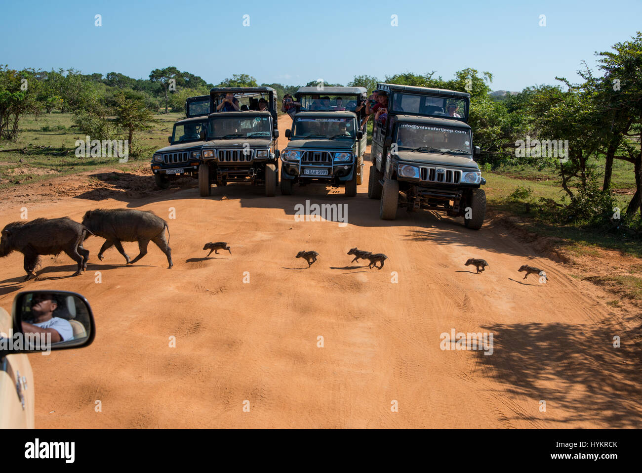 Sri Lanka, Tissamaharama, Yala National Park aka Ruhuna National Park, Section 1. Game drive jeeps with wild boar on the road (WILD: Sus scrofa) aka w Stock Photo