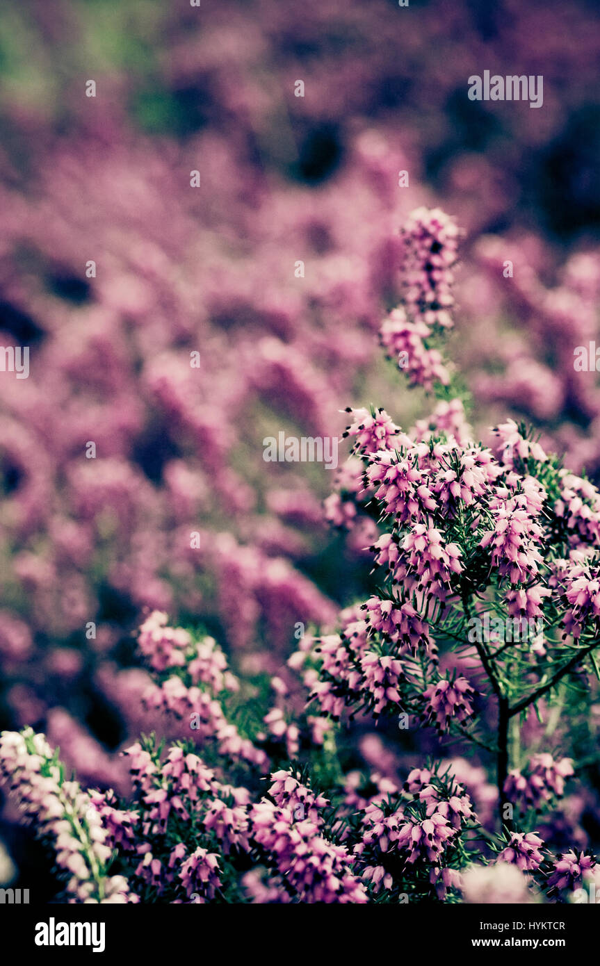 common heather bush in blossom - flowering calluna vulgaris Stock Photo