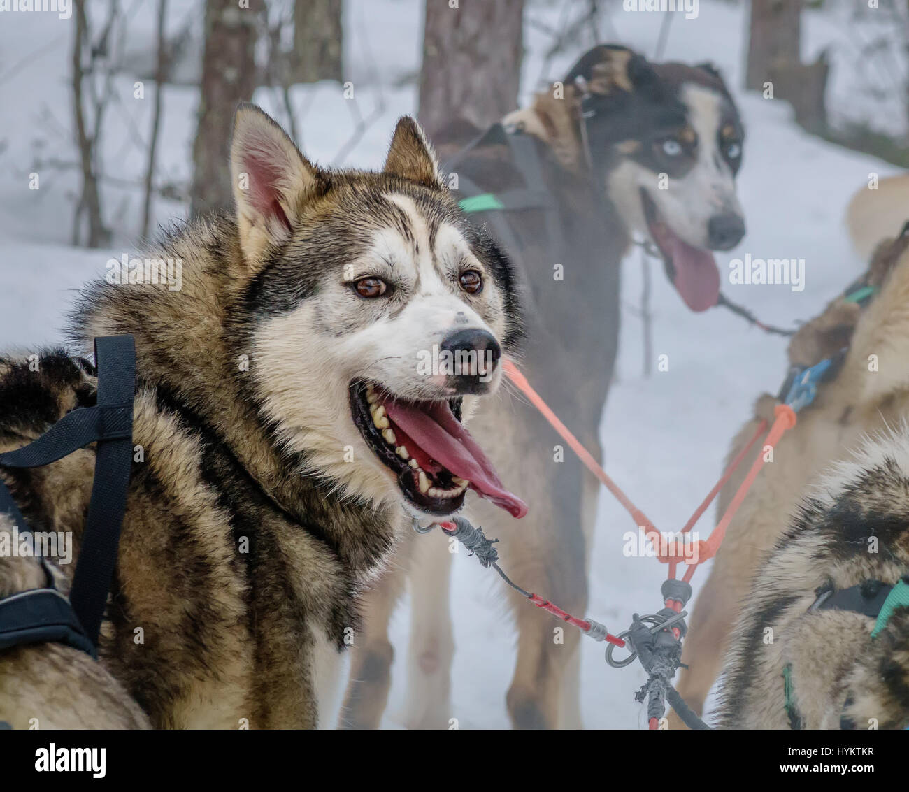 Husky sled dogs, Lapland, Finland Stock Photo