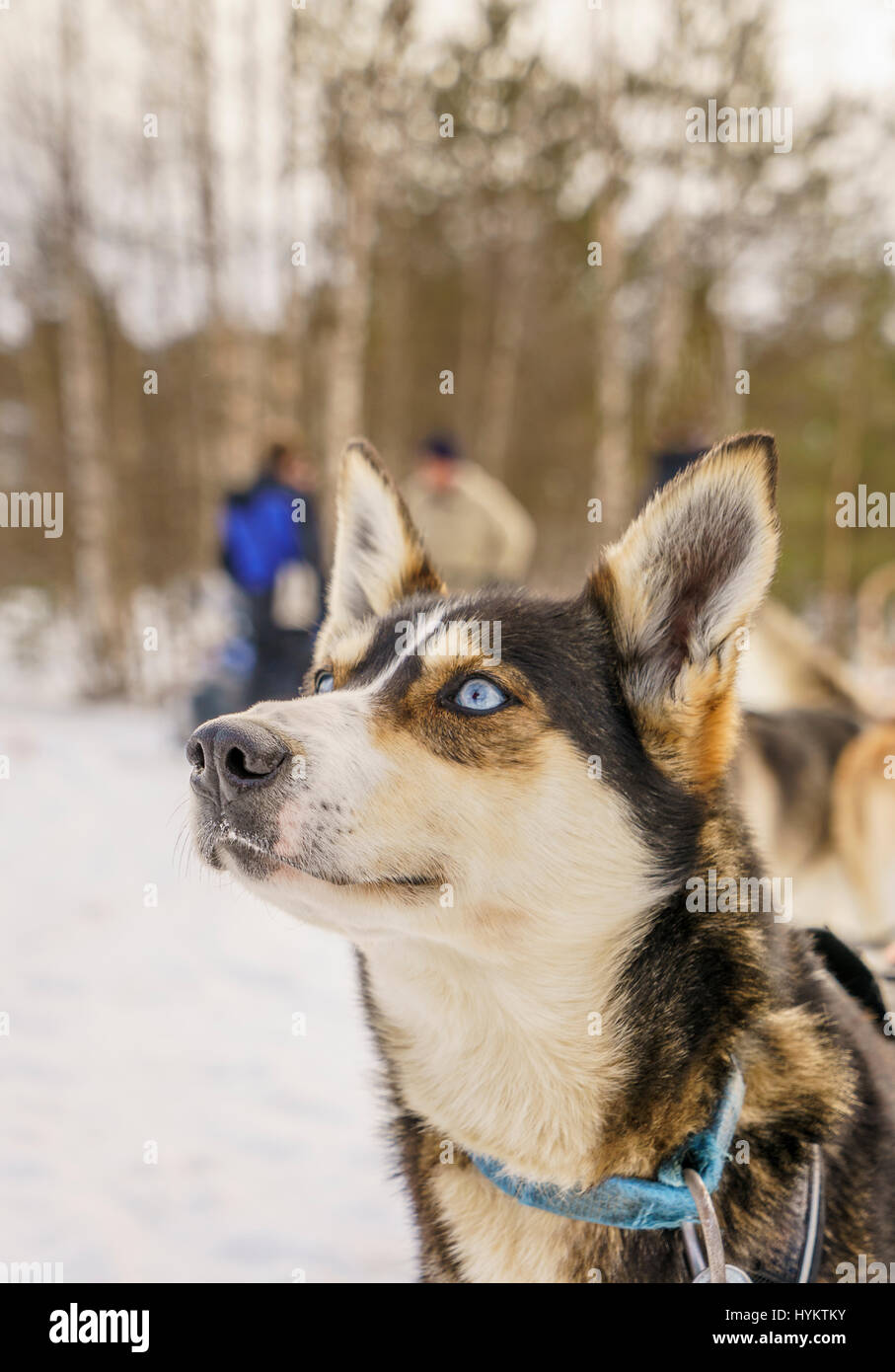 Husky sled dog, Lapland, Finland Stock Photo