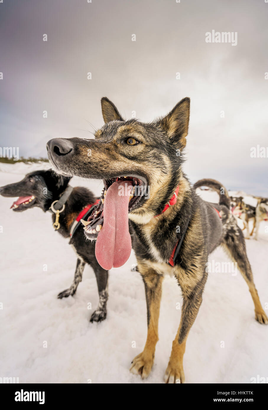 Huskies, sled dogs, Lapland, Sweden Stock Photo