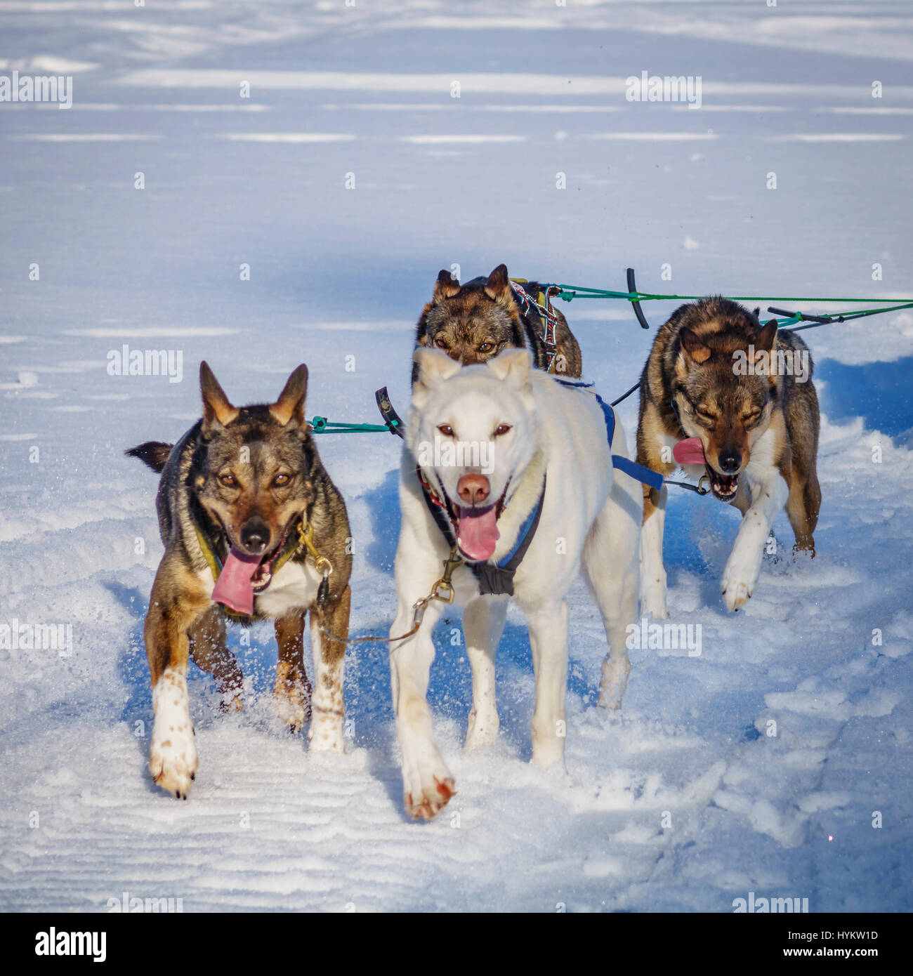 Husky sled dogs, Lapland, Sweden Stock Photo Alamy