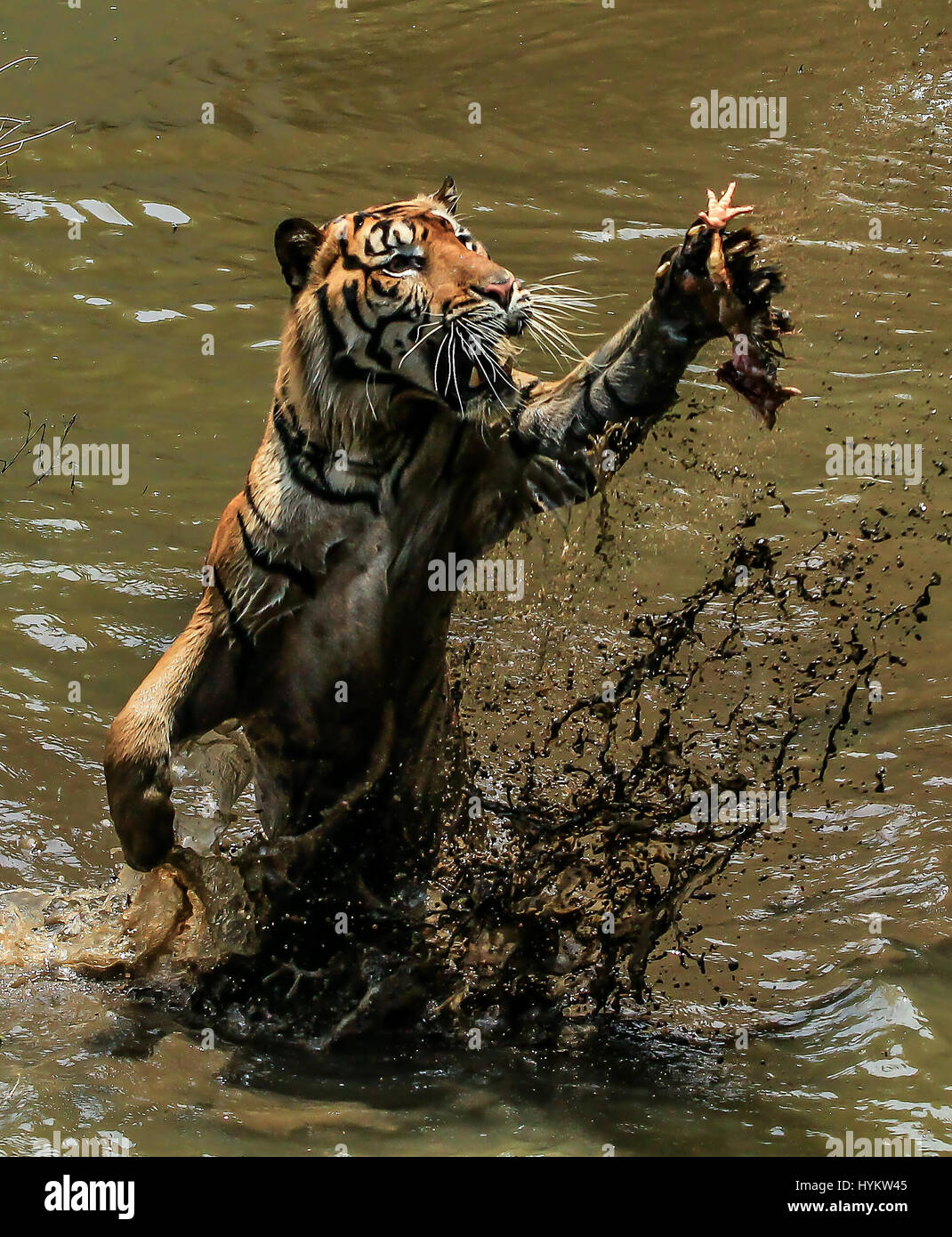 JAKARTA, INDONESIA: A RARE SUMATRAN tiger has been snapped having a  frolicking good time in muddy waters. One of just 400 left alive on our  planet, Sumatran tiger, Lano is pictured covered