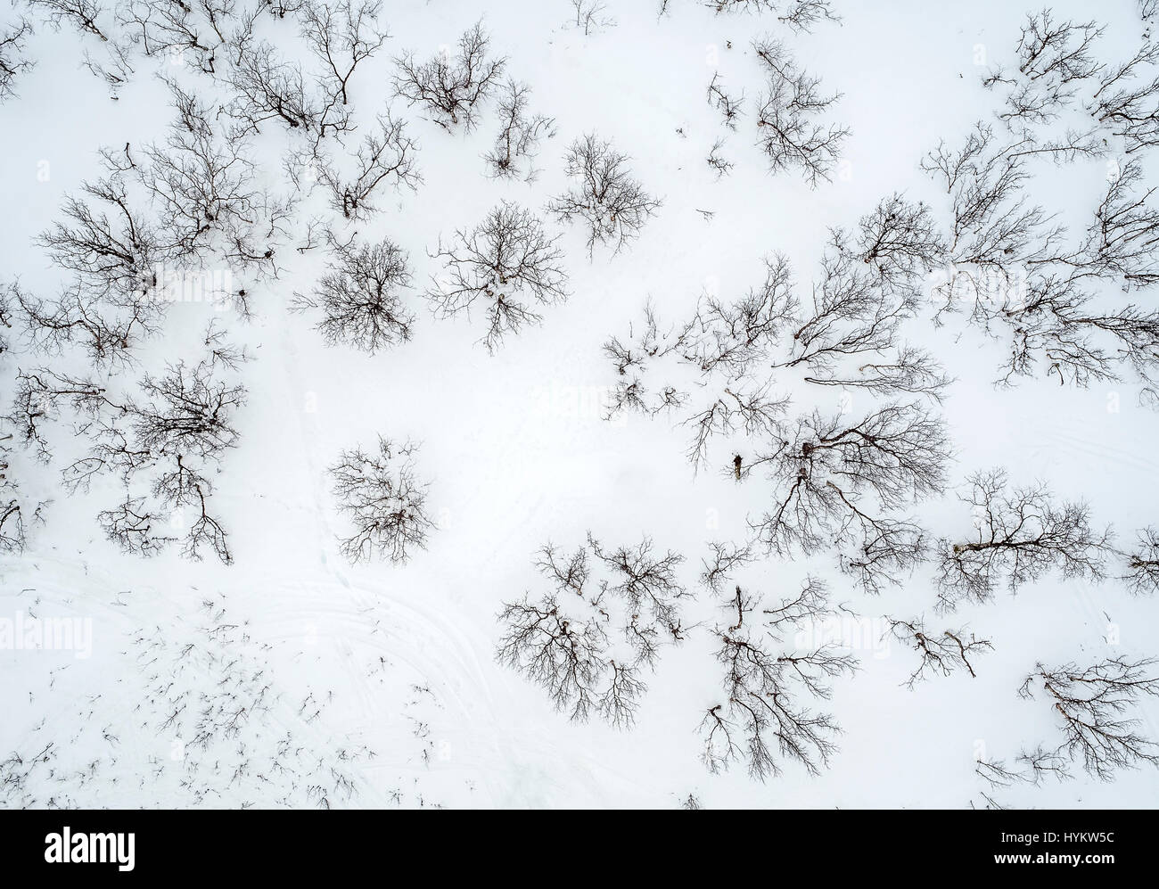 Aerial-trees in the winter, Lapland, Sweden. Drone photography Stock Photo