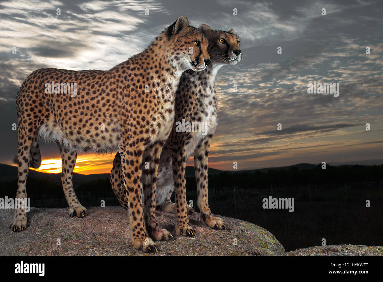 TOLEDO, SPAIN: BIG CATS as up close as you’ll see them have been captured in these breath-taking pictures. Totally at ease with people coming into close contact with them, these cheetahs are seen happily striking a pose for pictures, even allowing one very excited photographer to sit just behind while his wife captured the special moment as the sun went down.  German born Carlos Santero (49) and his wife, spent a total of two days at a private reserve in Toledo Spain, home to these exquisite animals. Stock Photo