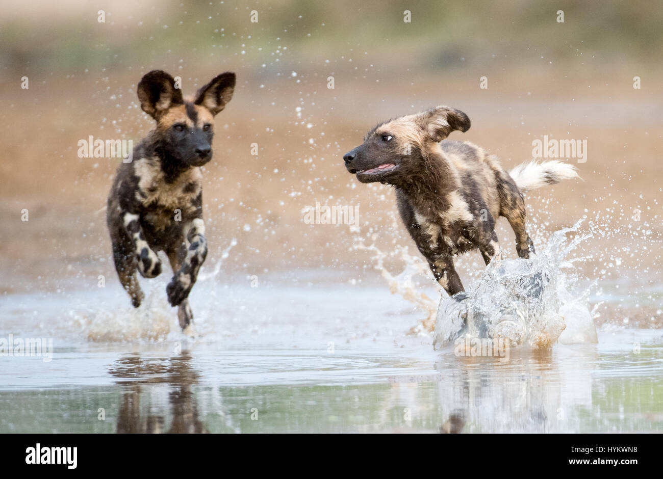 ZIMANGA PRIVATE GAME RESERVE, SOUTH AFRICA: THE WILD puppy dogs of Africa have been snapped in a dramatic take down of an adult Nyala bull. Pictures show wilddog pups enjoying a carefree frolic in the cool water of an African game reserve after a group attack on an unsuspecting antelope provided a hearty lunch.  The predatory party included seven adults as well as twelve pups. Stock Photo