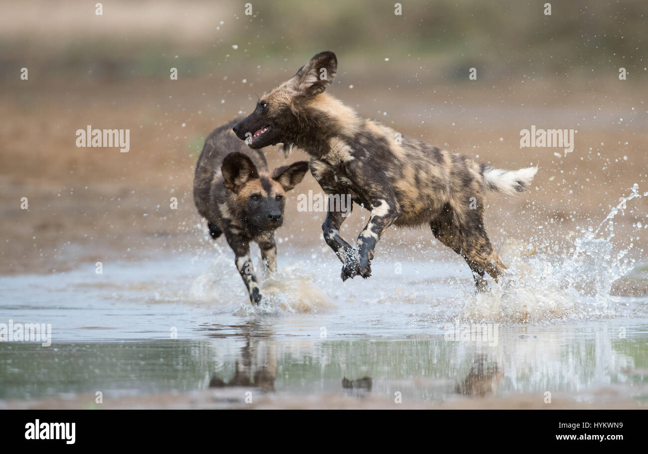 ZIMANGA PRIVATE GAME RESERVE, SOUTH AFRICA: THE WILD puppy dogs of Africa have been snapped in a dramatic take down of an adult Nyala bull. Pictures show wilddog pups enjoying a carefree frolic in the cool water of an African game reserve after a group attack on an unsuspecting antelope provided a hearty lunch.  The predatory party included seven adults as well as twelve pups. Stock Photo