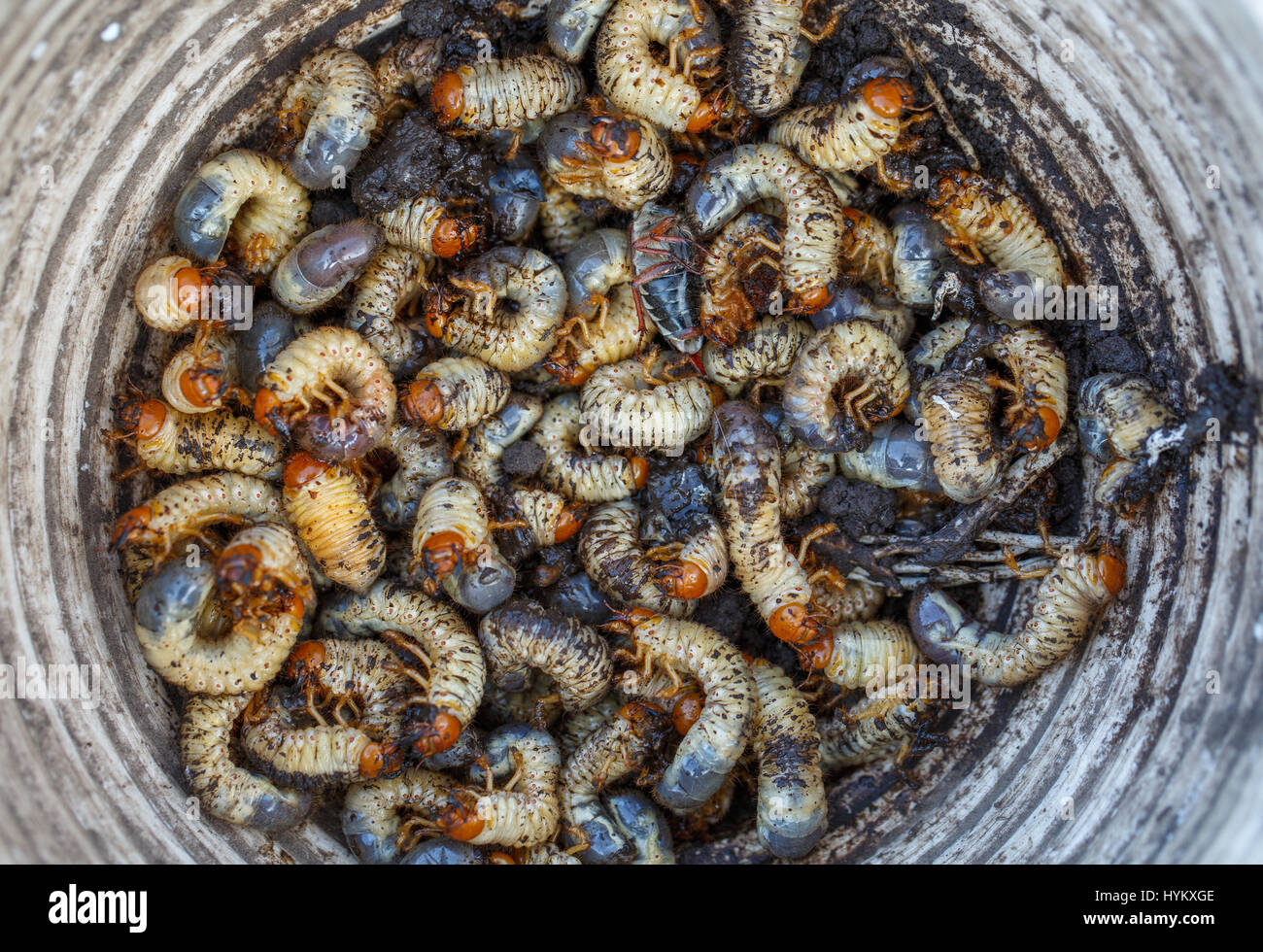 May beetle larvae collected in a bucket Stock Photo
