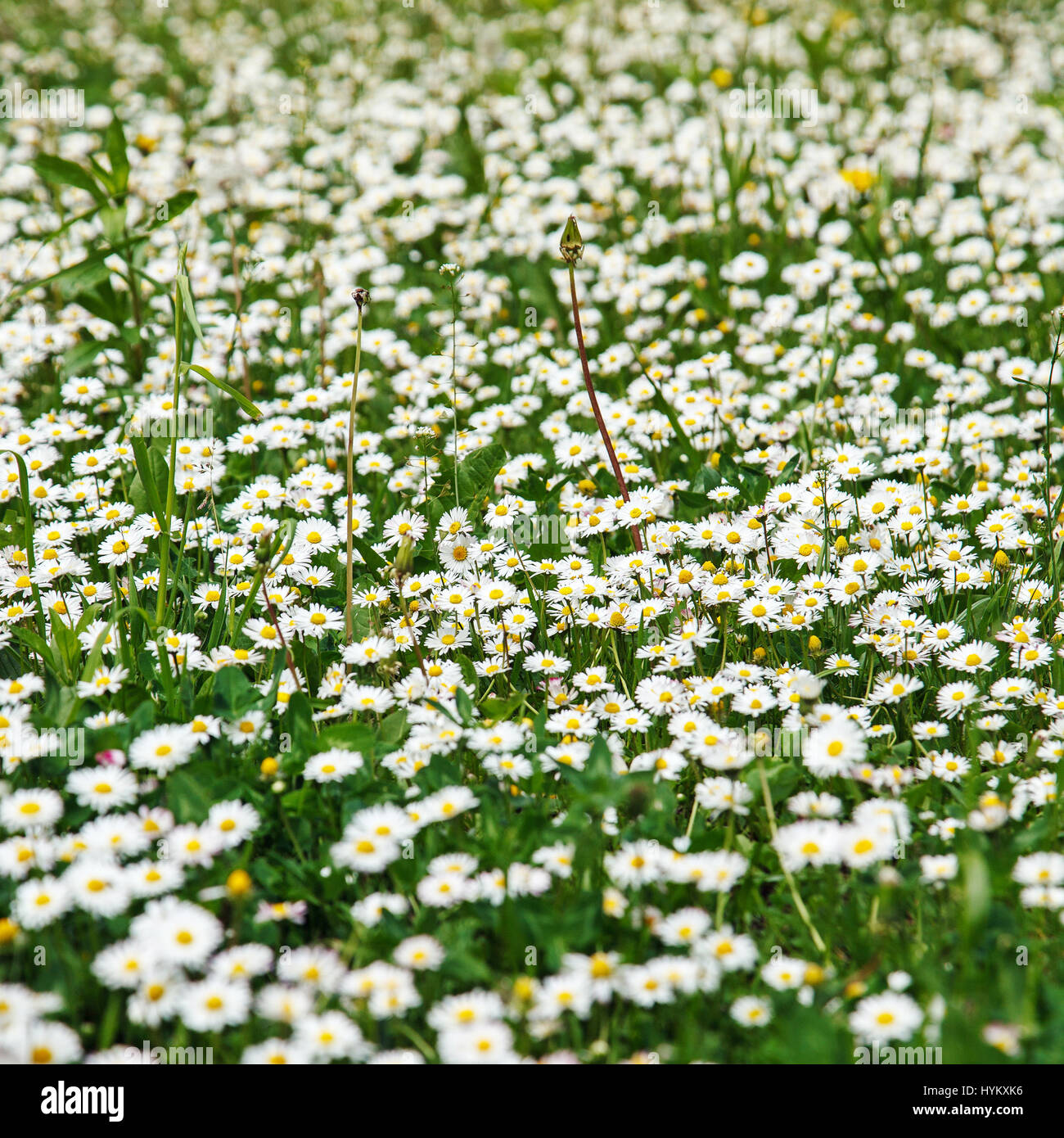 Summer background. blooming daisy flowers field Stock Photo
