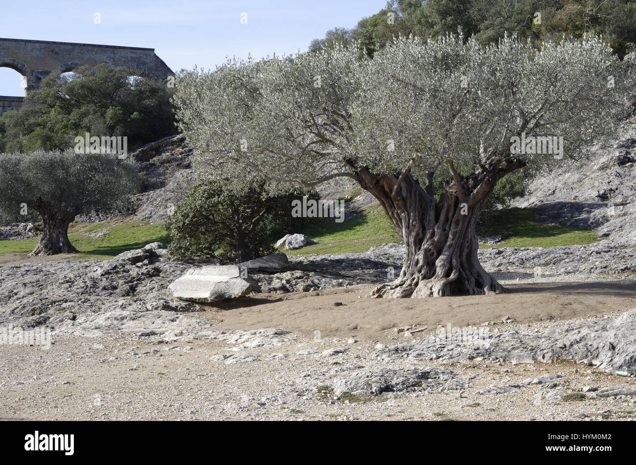 Olive tree near the Pont du Gard, SE France Stock Photo